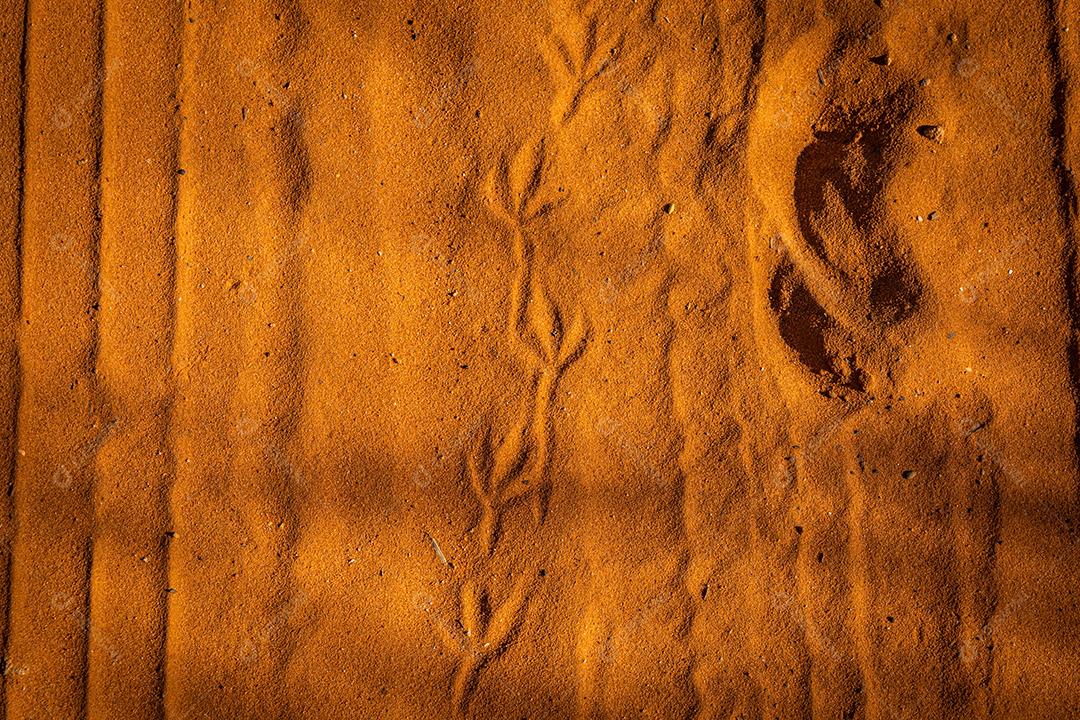 pegadas de galinha em chão de terra ou areia