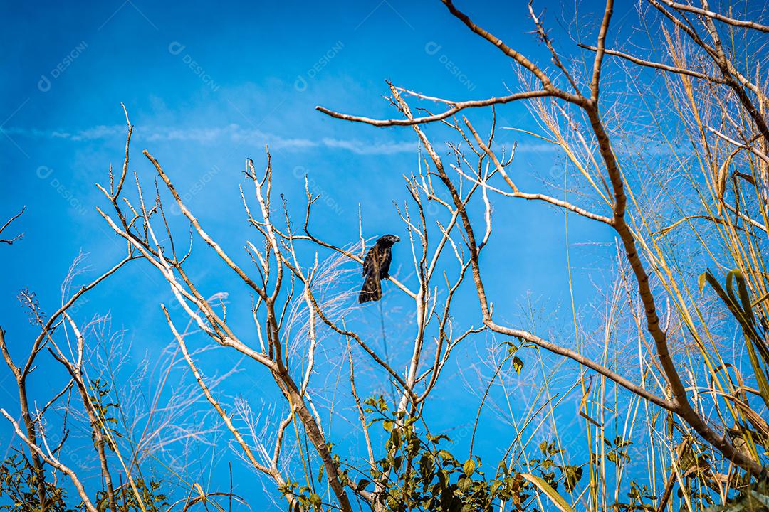 pássaro anú preto sentado em galhos de árvores