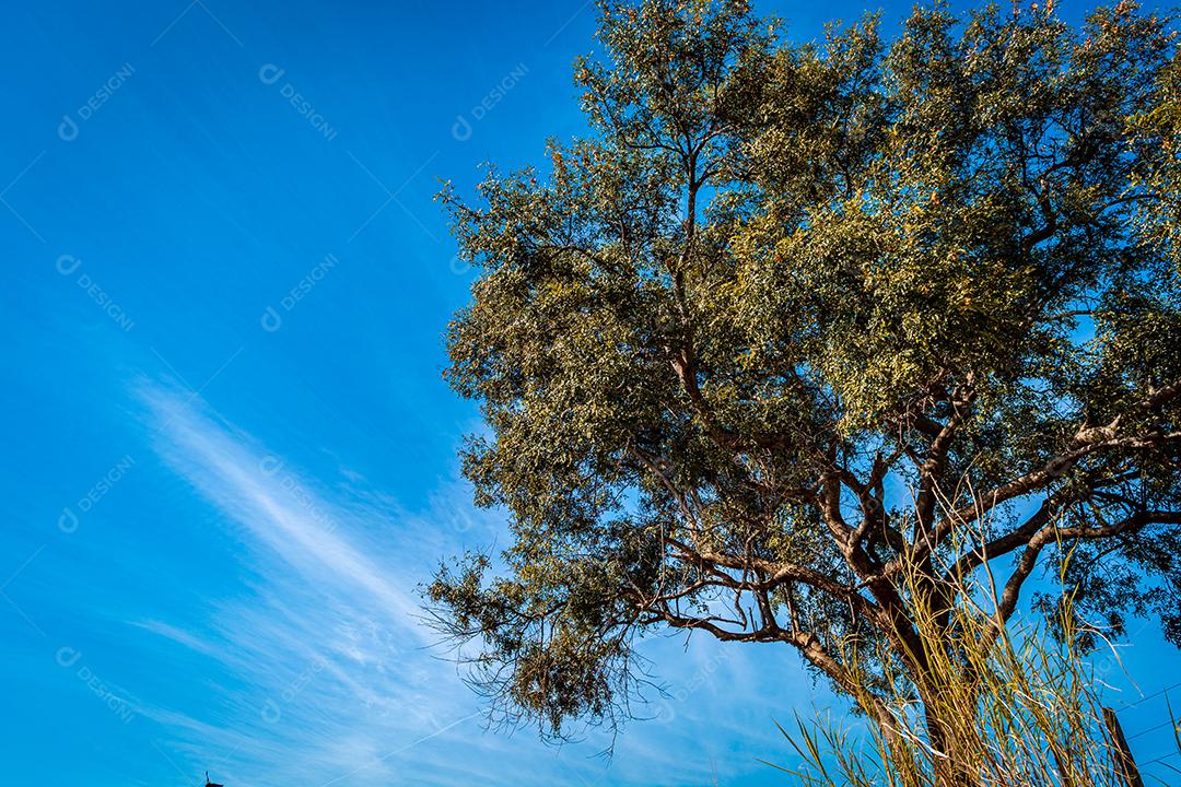 linda arvore em cores de outono em contraste com ceú azul