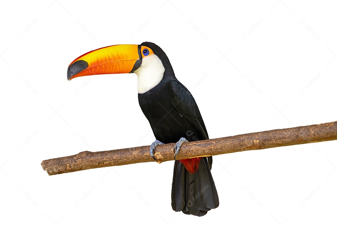 Tucano-Toco  em fundo branco