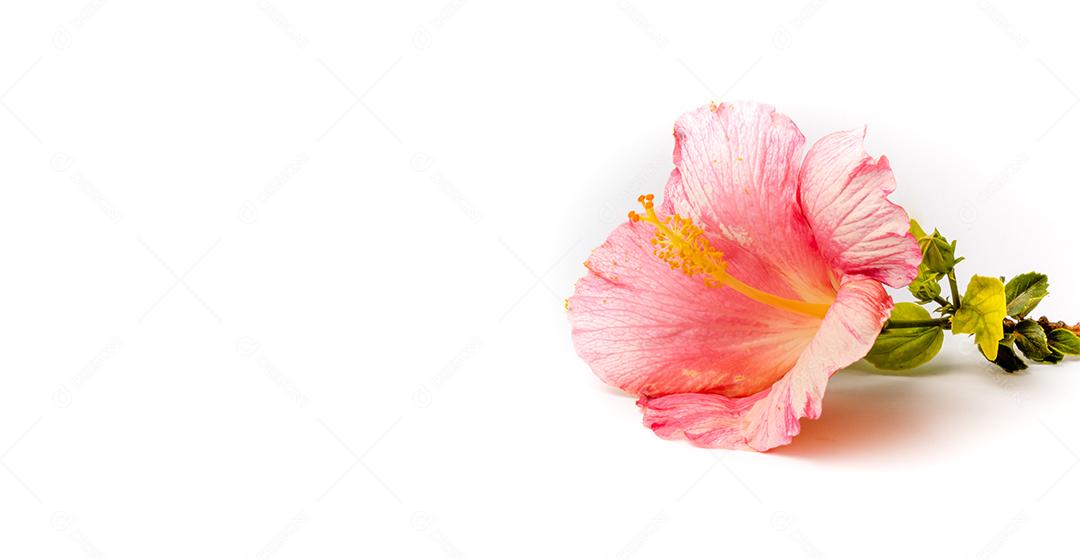 Flor de hibisco rosa sinensis em fundo branco