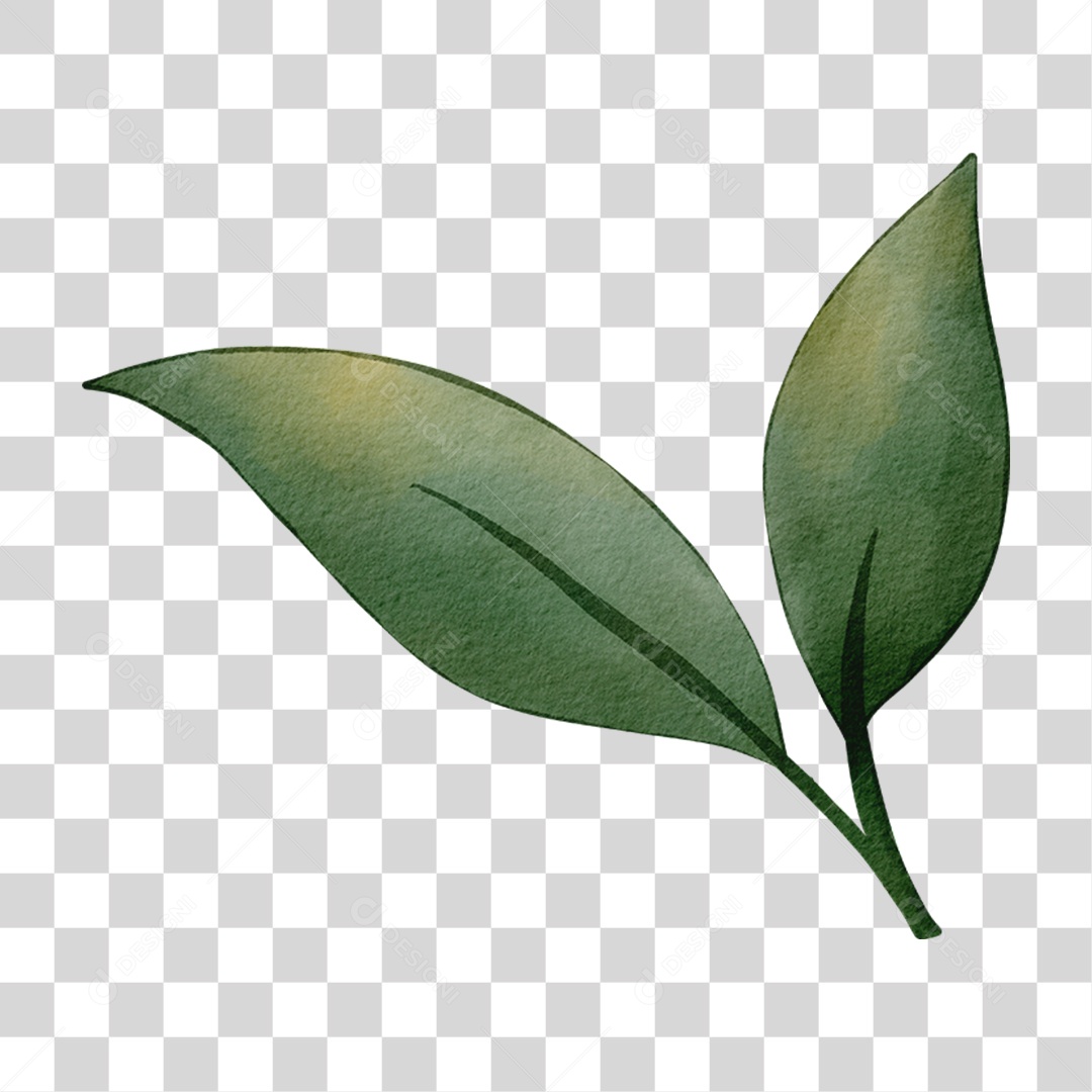 Galho com Folhas PNG Transparente