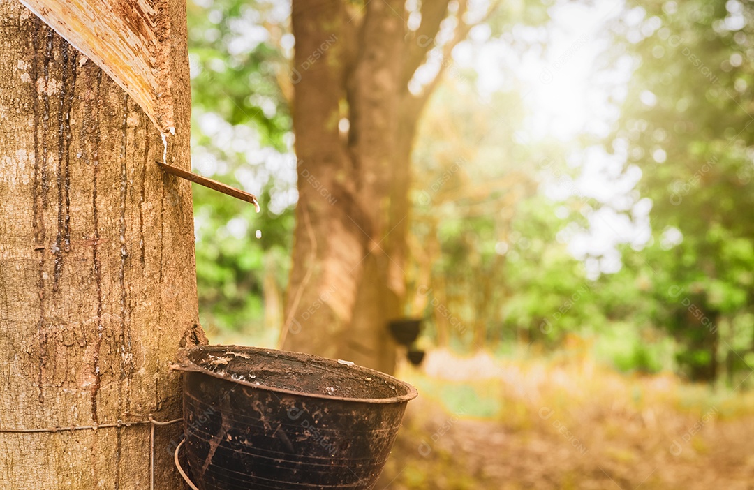 Rubber trees in the rubber tree garden. Natural latex extracted from rubber tree plant. rubber plantation
