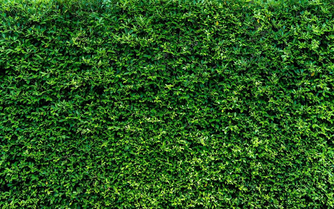 Pequenas folhas verdes em fundo de textura de parede de cobertura. Planta de cobertura verde no jardim