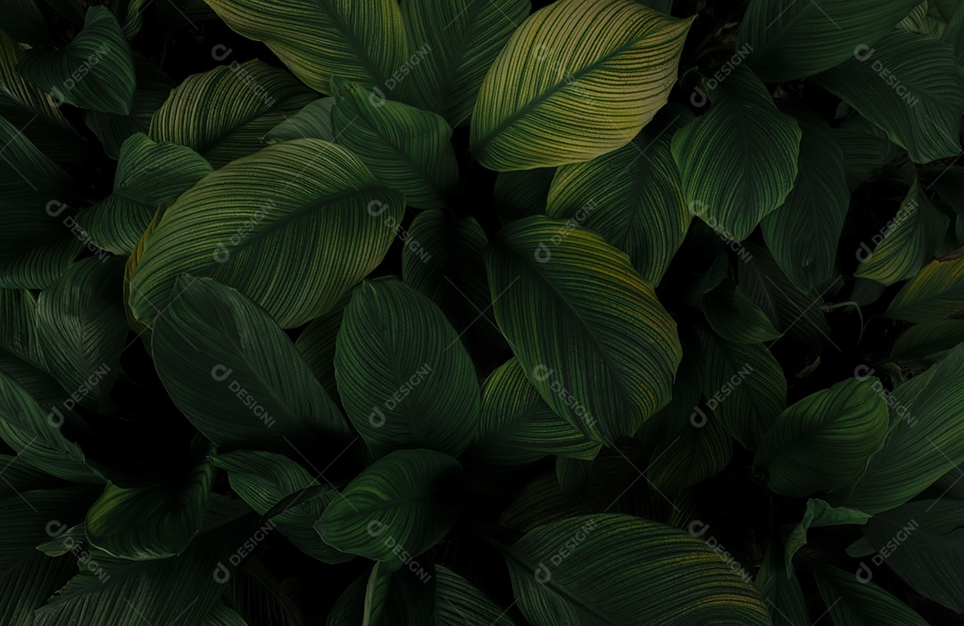 Folhas verdes de plantas tropicais no jardim. Folha verde escura densa com fundo de textura padrão de beleza. Folhas verdes