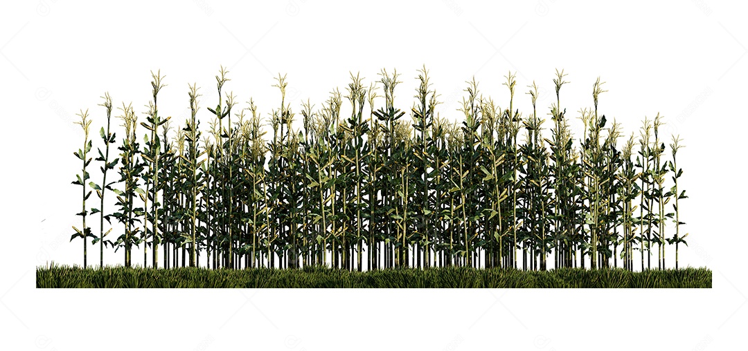 Uma imagem de renderização 3d de milho no campo de gramíneas verdes.