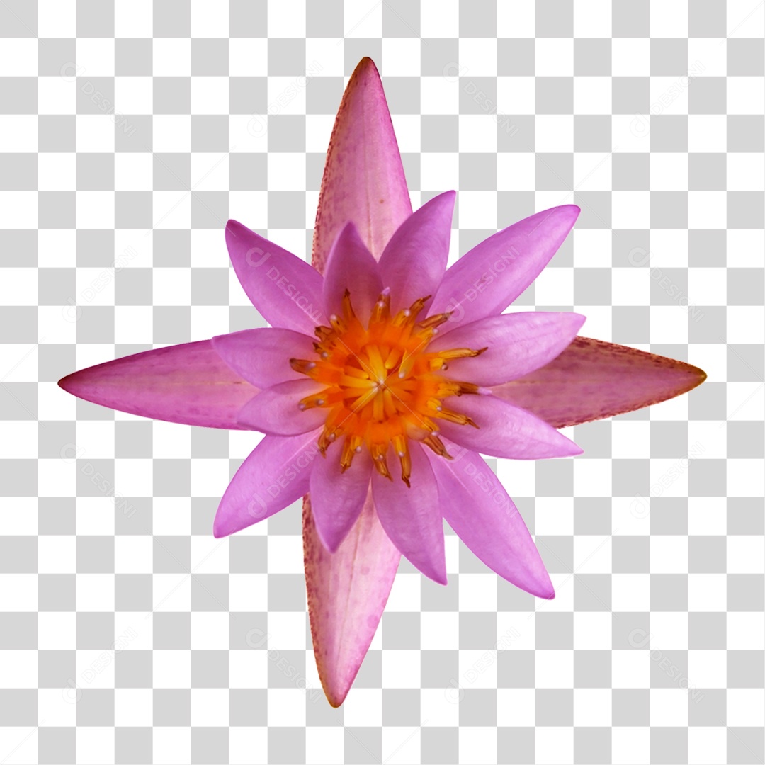 Flor de Lotus Rosa PNG Transparente