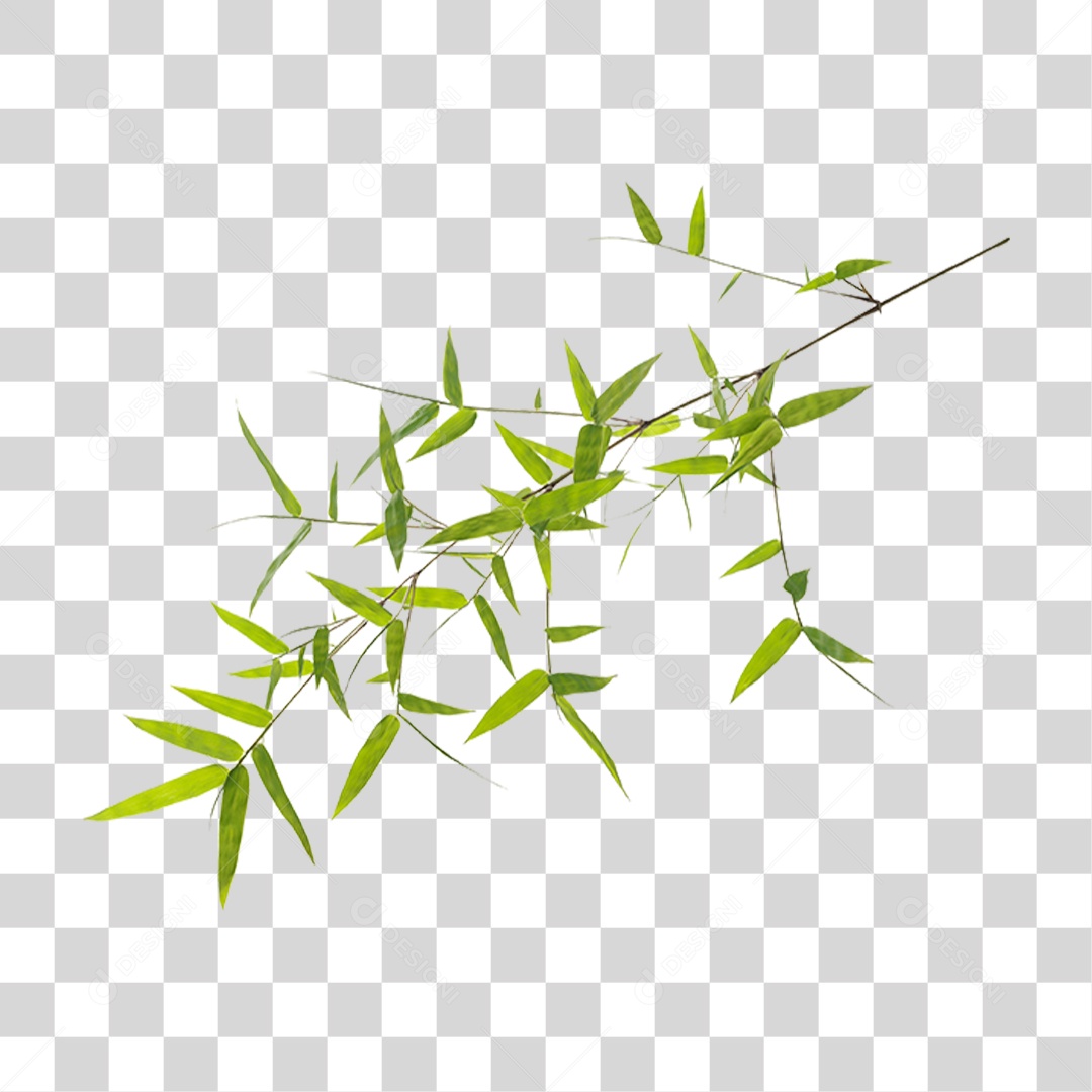 Galho de Bambu com Folhas PNG Transparente