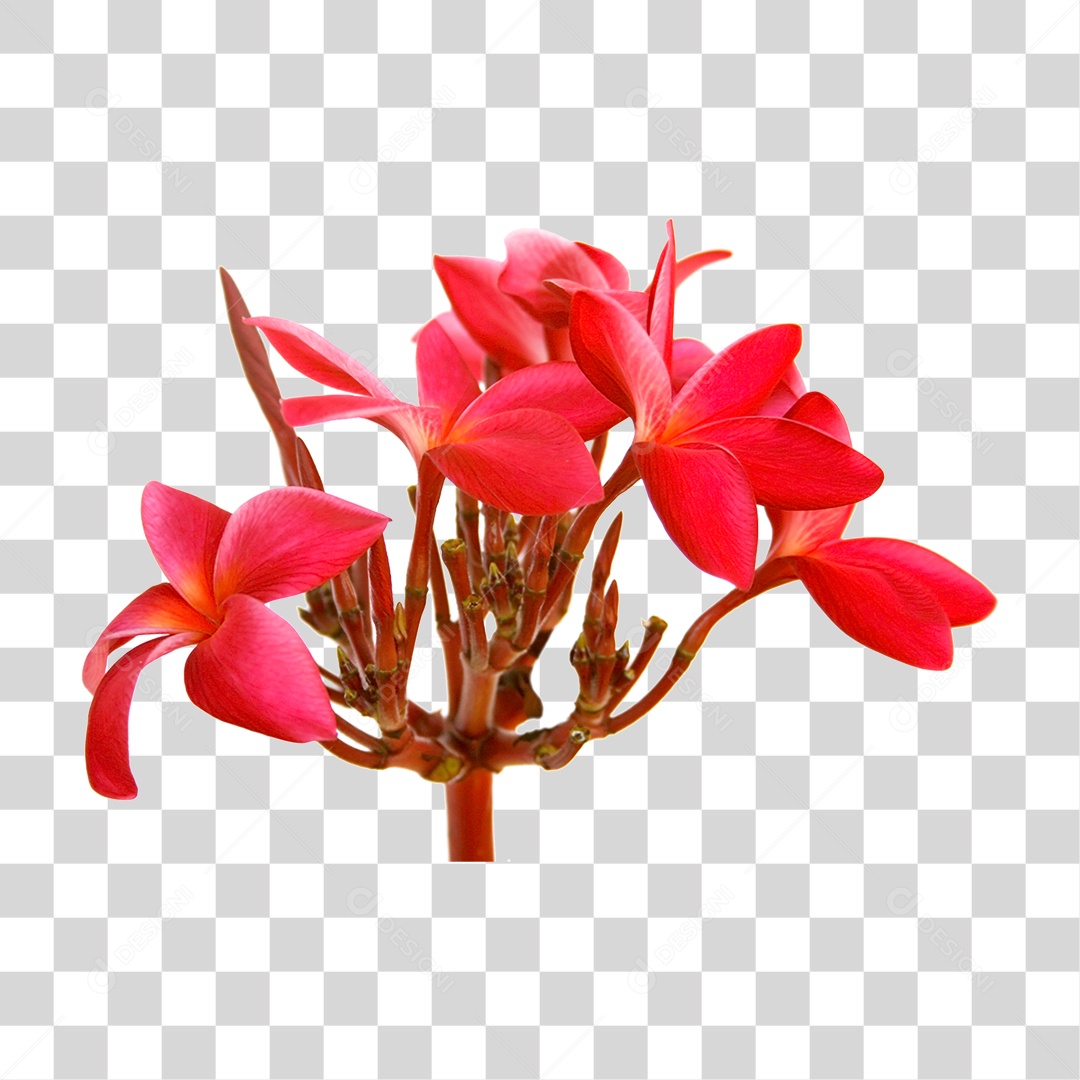 Flores Vermelhas PNG Transparente
