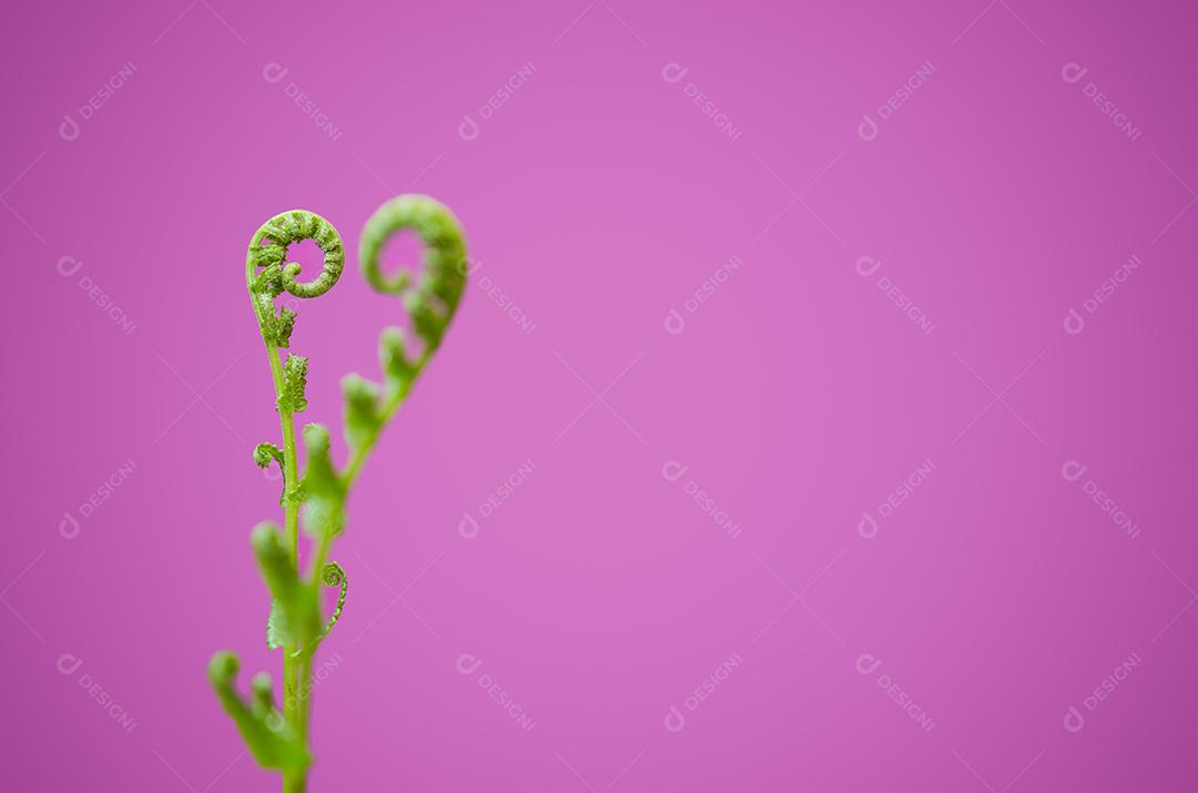 Close up and distant object and blur front object of ivy shoots lined up with heart sign, abstract background for valentine's day