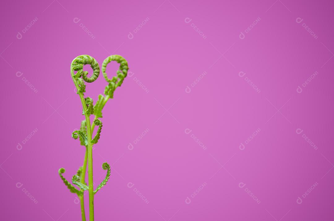 Feche e para objeto distante e desfoque um objeto frontal de brotos de hera alinhados ao sinal do coração, abstrato para o dia dos namorados