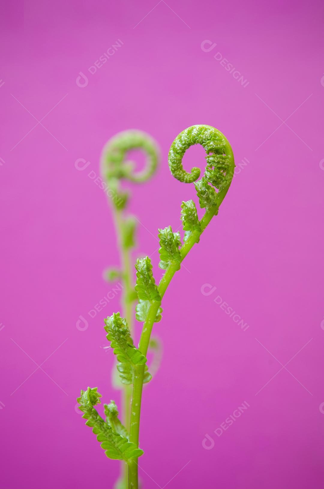 Feche e para objeto distante e desfoque um objeto frontal de brotos de hera alinhados ao sinal do coração, abstrato para o dia dos namorados