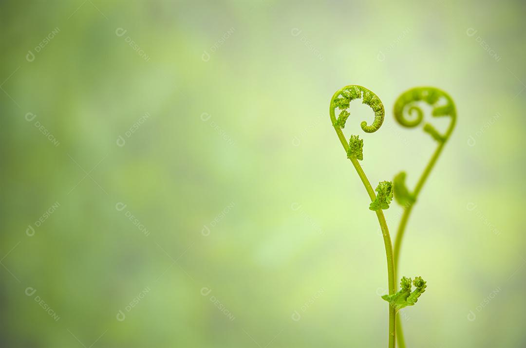 Close and stop front object and blur distant object of ivy shoots lined up with heart sign, abstract background for valentine's day