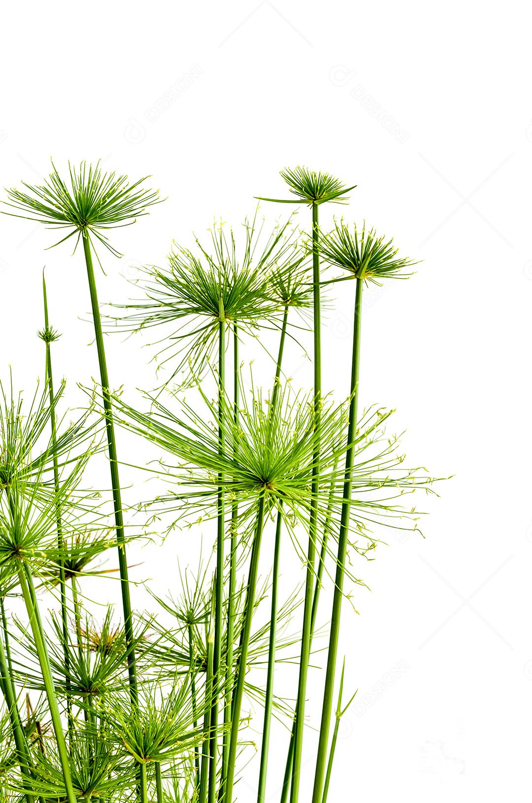 Uma imagem isolada da árvore de papiro no fundo branco