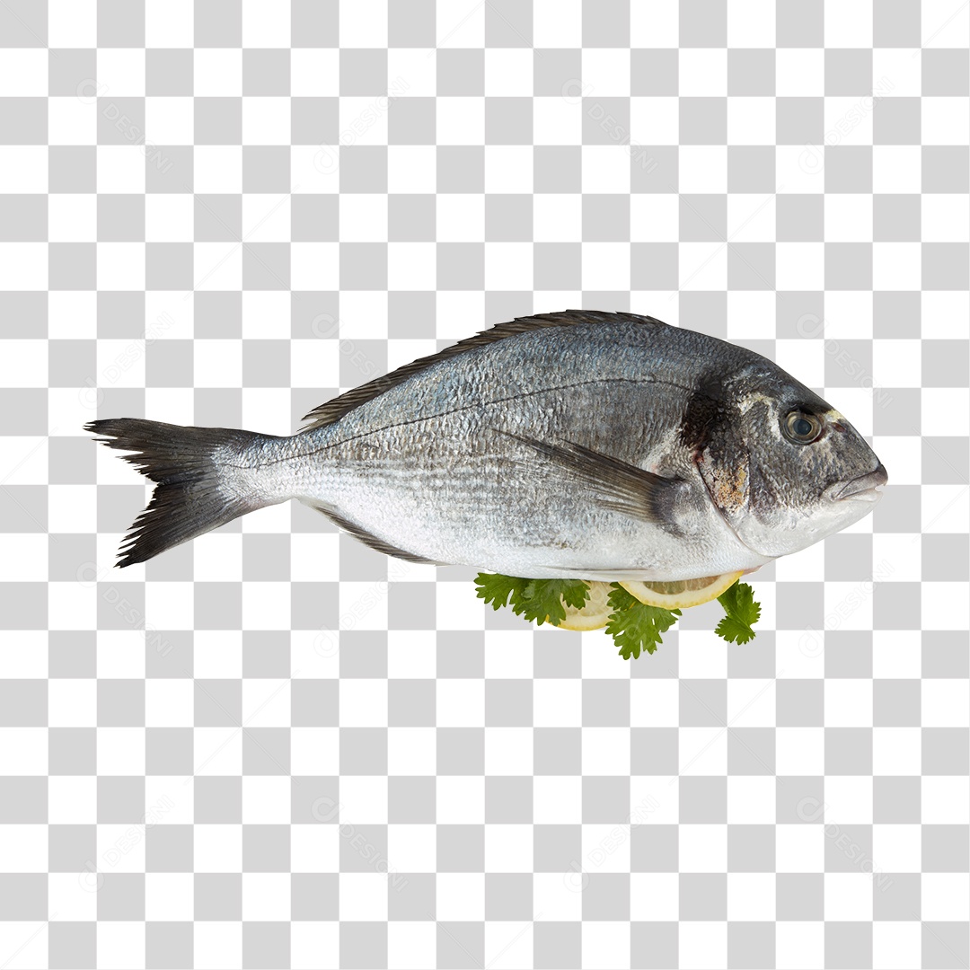 Peixe PNG Transparente