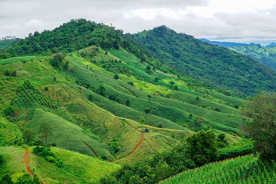 Imagens de montanhas verdes