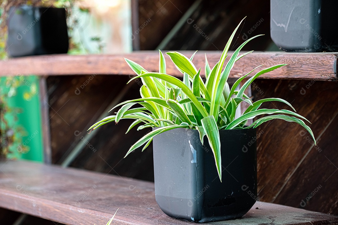 Chlorophytum em vaso branco sobre fundo de madeira. Plantas ornamentais em vaso /Variegatum, comosum. Plantas de aranha