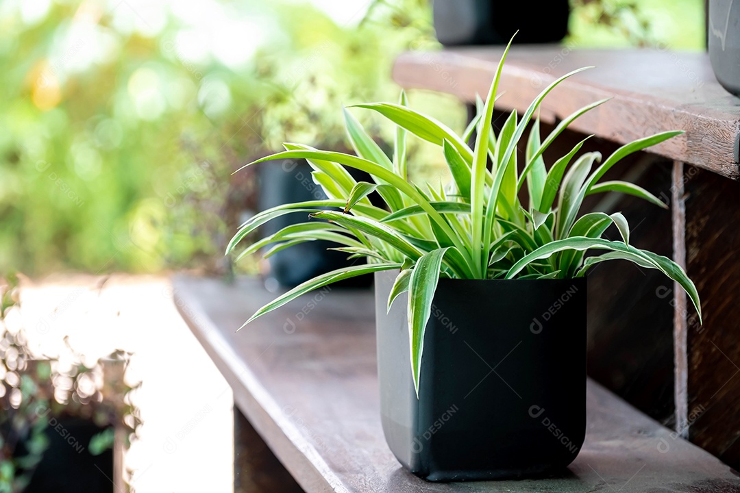 Chlorophytum em vaso branco sobre fundo de madeira. Plantas ornamentais em vaso. Plantas de aranha