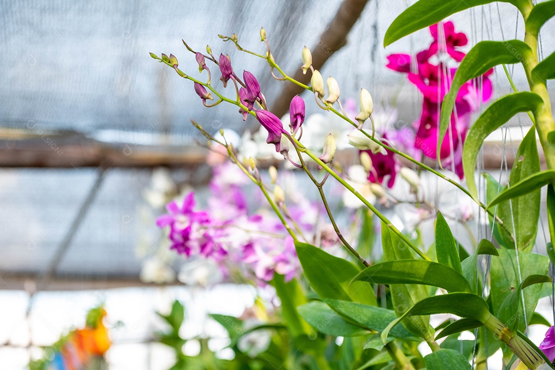 Flor da orquídea no jardim de orquídeas no inverno. Flor de orquídea para design de beleza e agricultura de cartão postal. Linda flor de orquídea no jardim, em plena floração na fazenda, sobre fundo verde desfocado