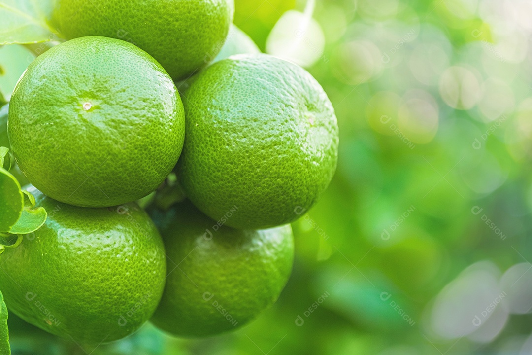 Frutas frescas de limões verdes penduradas no galho. jardim de árvores de limões e conceito de comida saudável, grupo de limões, macro