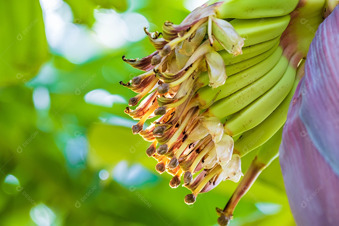 Flor de bananeira fresca ou flor de bananeira pendurada no galho. jardim de bananeiras e conceito de comida saudável, grupo de bananas