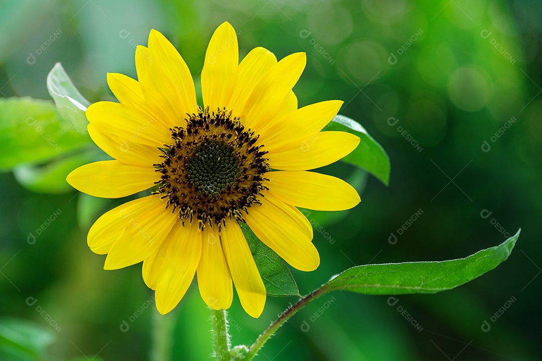 Pequenos girassóis amarelos estão florescendo no jardim no início da manhã. sinta-se fresco no meio de um fundo desfocado de natureza verde