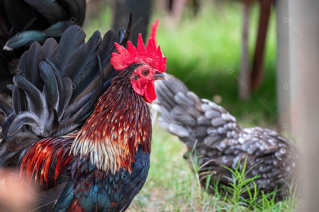 Frango bantam vermelho sobre fundo verde borrão natureza