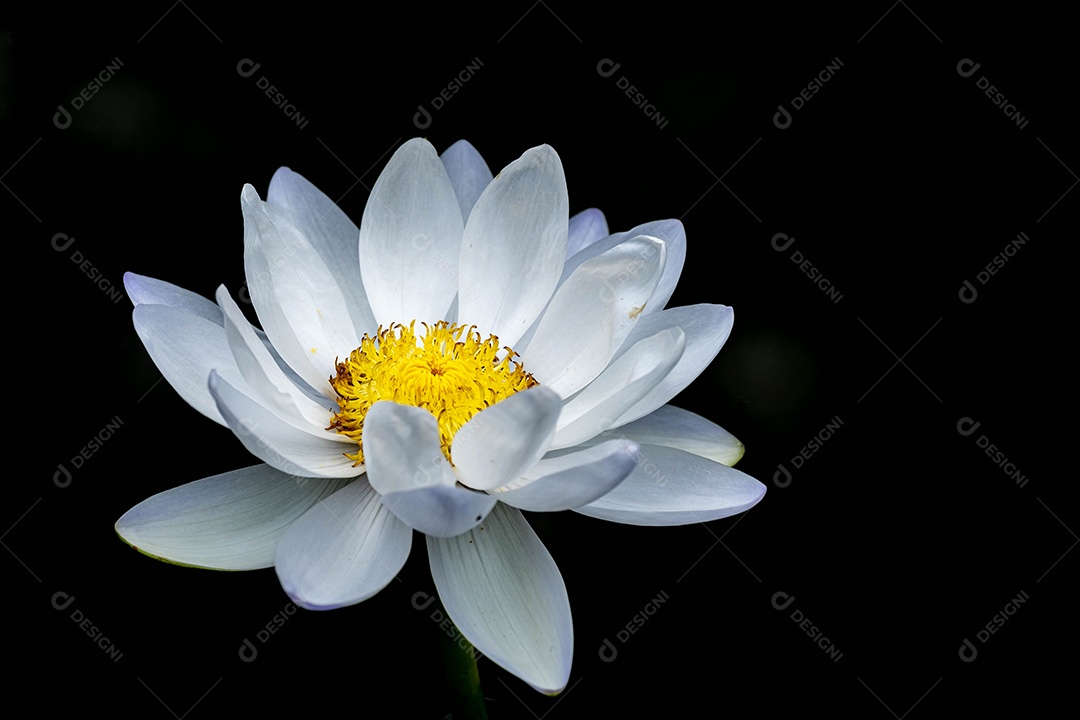 Flor flores branca sobre fundo preto