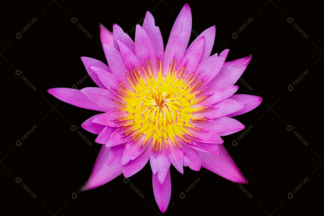 Lótus roxo ou rosa isolado em fundo preto