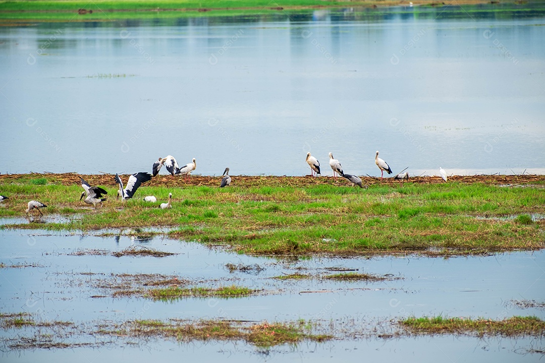 Cegonhas Ciconiidae. Esta cegonha distinta é encontrada principalmente no subcontinente indiano e no sudeste da Ásia