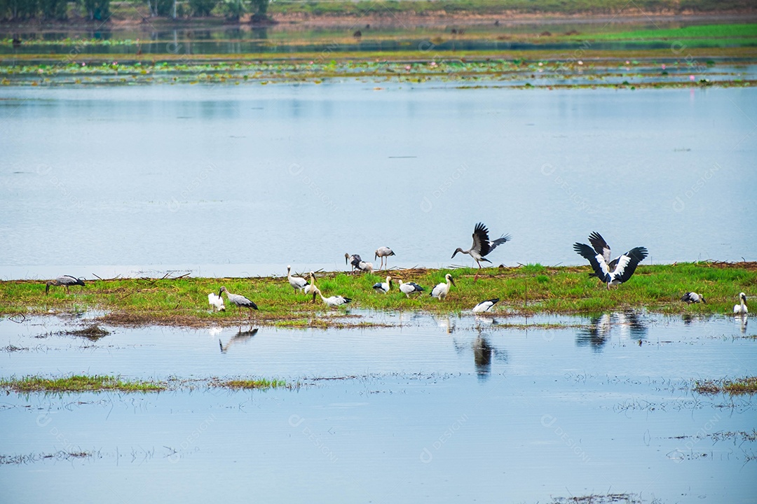 Cegonhas Ciconiidae. Esta cegonha distinta é encontrada principalmente no subcontinente indiano e no sudeste da Ásia