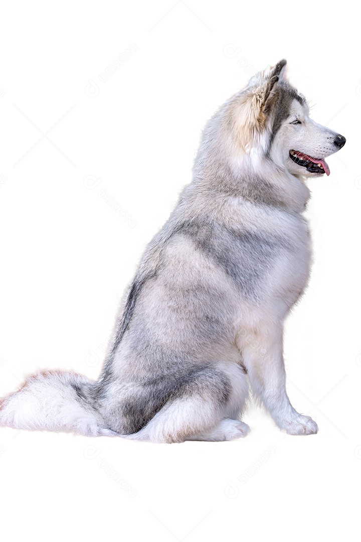 Cão rouco de emoção feliz retrato. Husky siberiano cor cinza e branca com olhos castanhos isolados no fundo branco