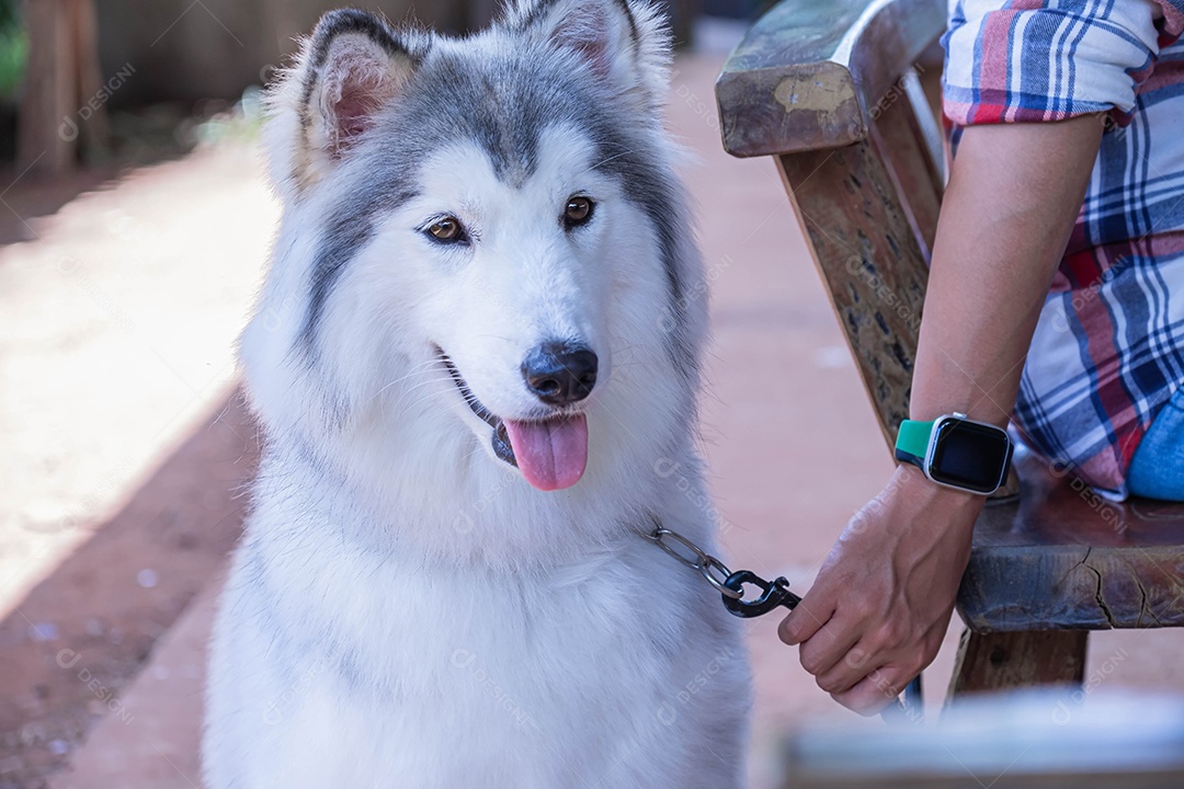 Man wearing a smart watch sitting on a wooden chair holding a neck strap, a Siberian Husky dog