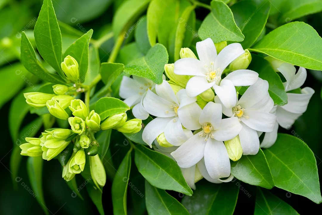 Flor branca de cetim de Andaman, buxo Chanese, árvore de casca cosmética, jasmim laranja, jessamine laranja, madeira de cetim (Murraya paniculata Jack)