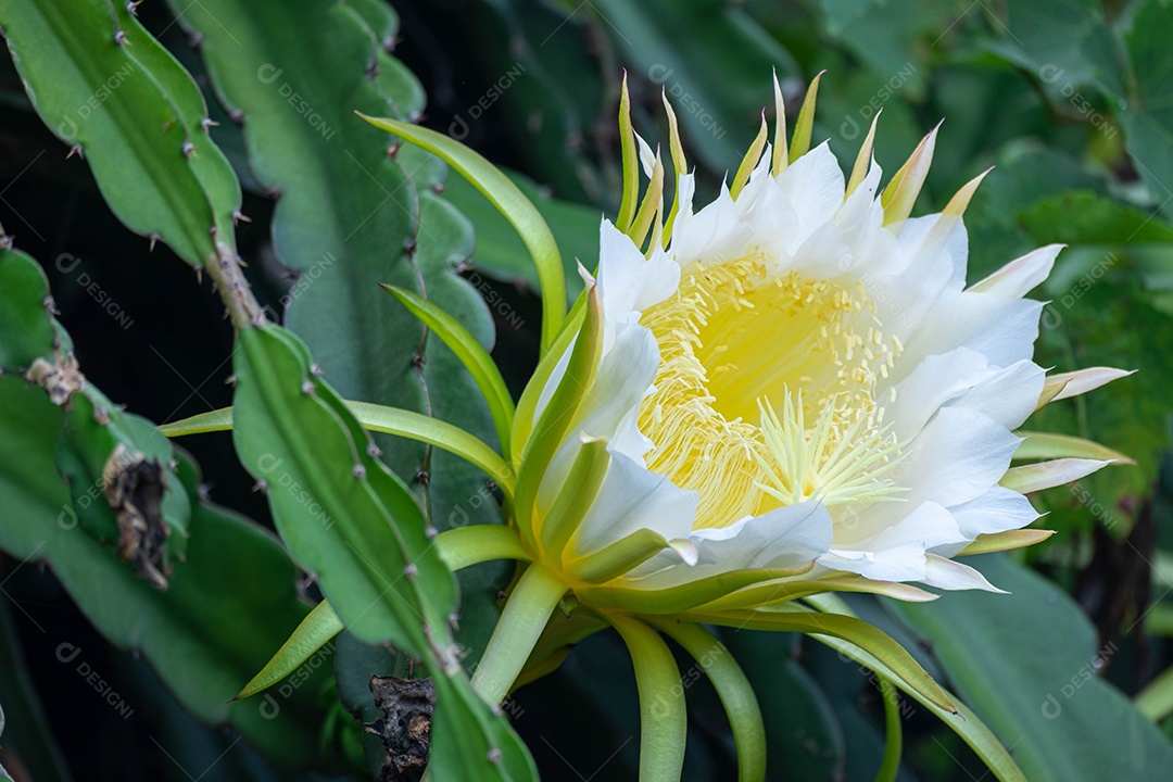 Flor branca de cetim de Andaman, buxo Chanese, árvore de casca cosmética, jasmim laranja, jessamine laranja, madeira de cetim (Murraya paniculata Jack)