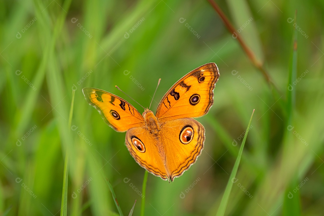 borboleta pequena Asas amarelas e pretas empoleiradas na grama. e fundo desfocado natureza verde na estação chuvosa