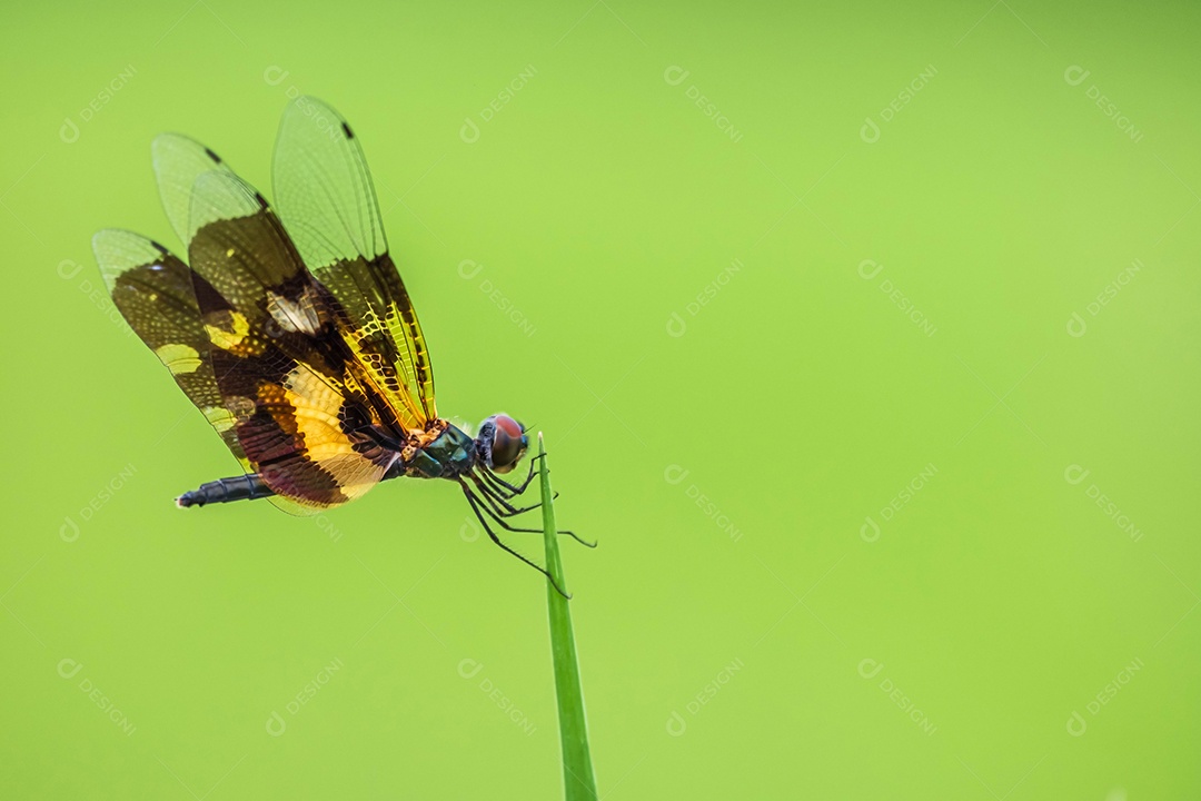 small black dragonfly wings alternate yellow perched on grass and blurred green background nature in rainy season