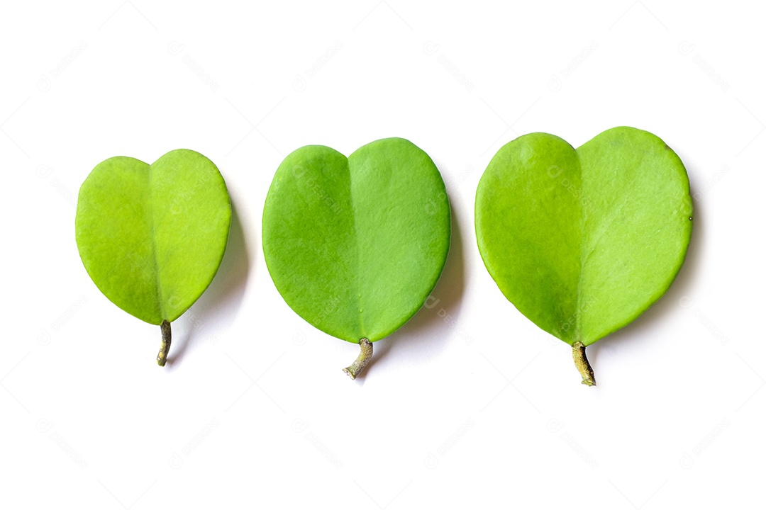 Querida folha de Hoya isolada no fundo branco com traçado de recorte