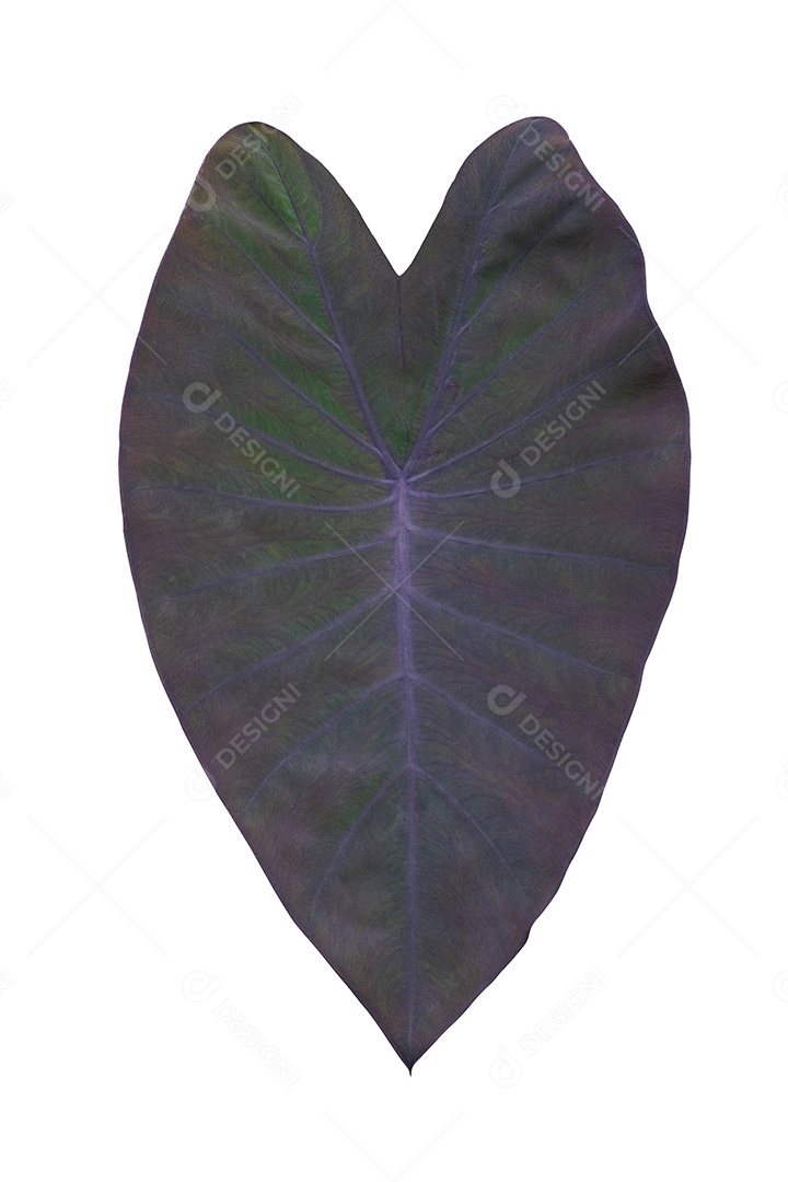 Forma de coração preto de folhagem de Aglaonema, Spring Snow Chinese Evergreen, folha tropical exótica, isolada em fundo branco com caminho de recorte