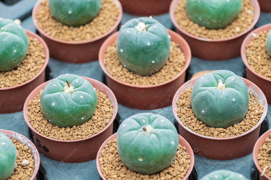 cacto redondo verde em muitos vasos pequenos Foi vendido em uma loja de plantas ornamentais.