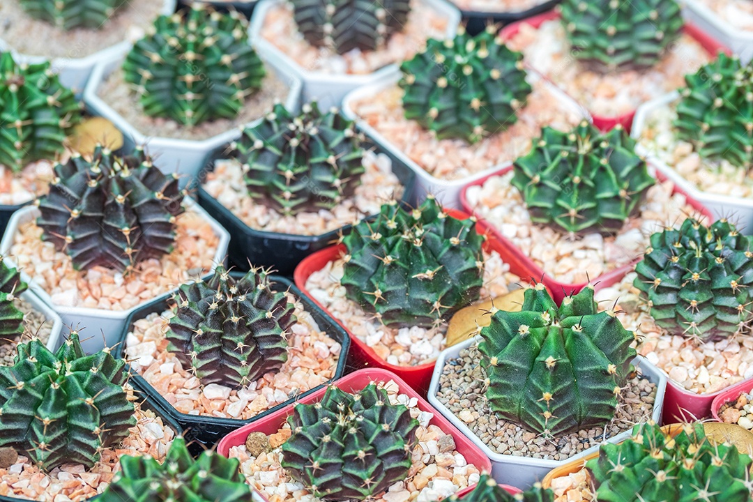 cacto redondo verde em muitos vasos pequenos Foi vendido em uma loja de plantas ornamentais.