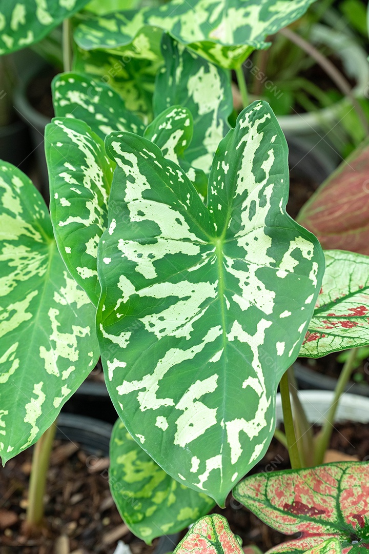 Arvore folha grande folhagem sobre vazo