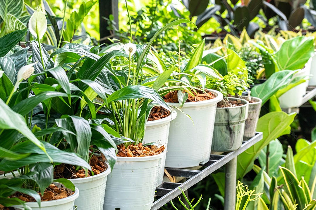 Pequena planta ornamental verde brilhante num vaso branco, colocada numa prateleira numa loja de plantas domésticas e de jardim.