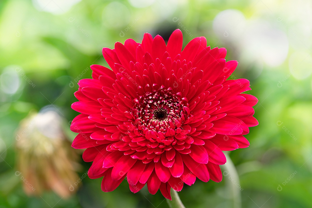 flor de crisântemos vermelhos no jardim no inverno ou primavera. Linda flor de crisântemos para design de beleza e agricultura