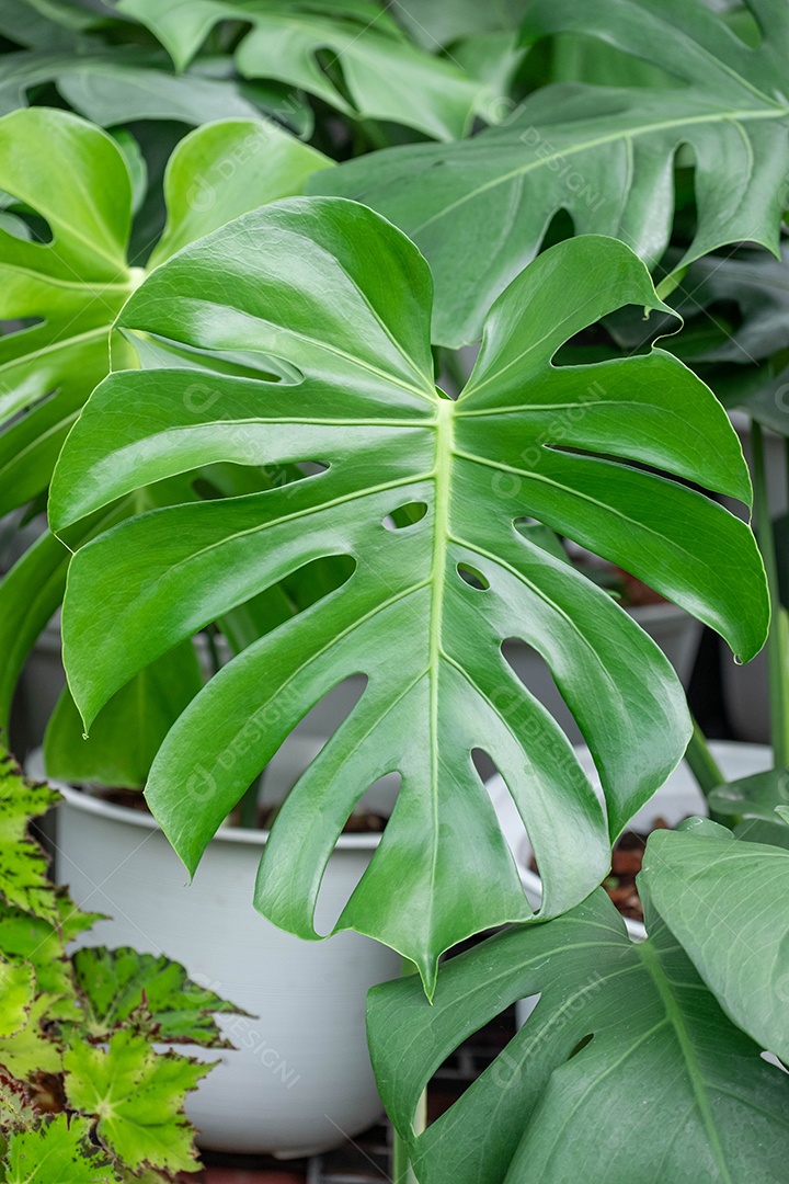 Planta sobre vazo folha verde