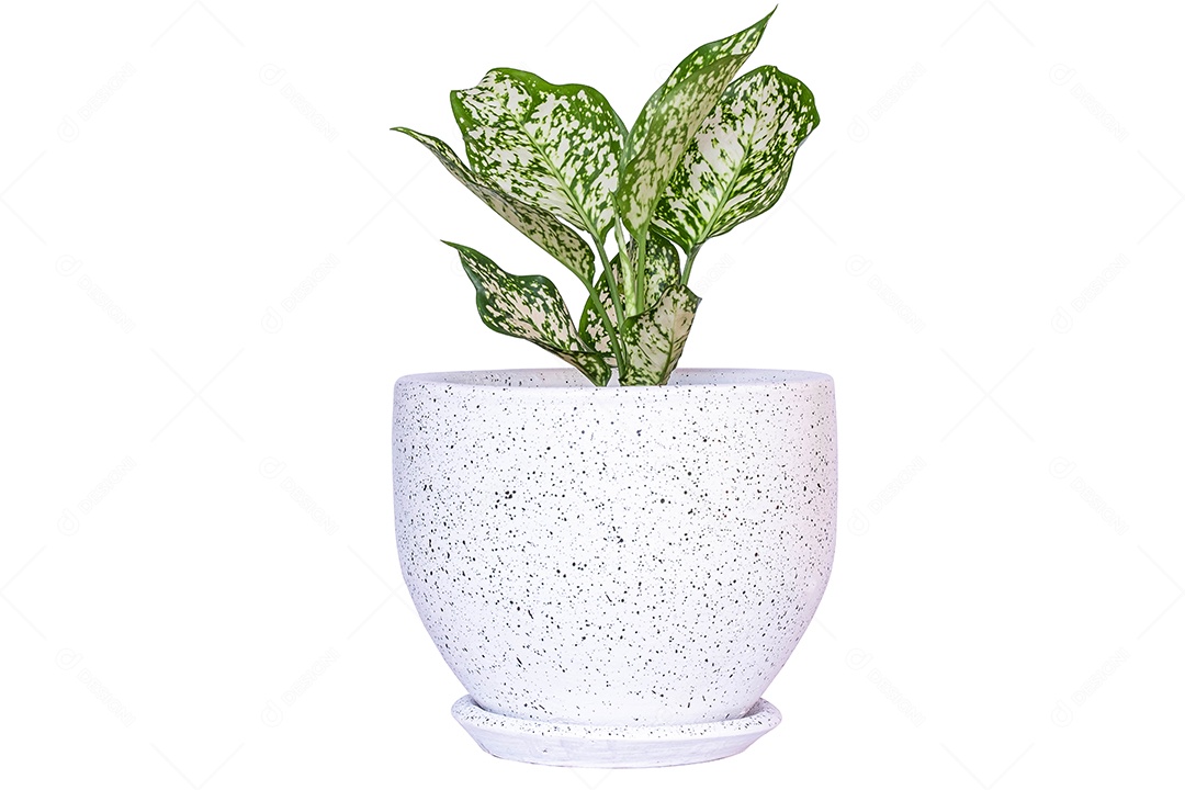 Folhagem de Aglaonema, Spring Snow Chinese Evergreen, folha tropical exótica de recorte isolado em fundo branco com caminho