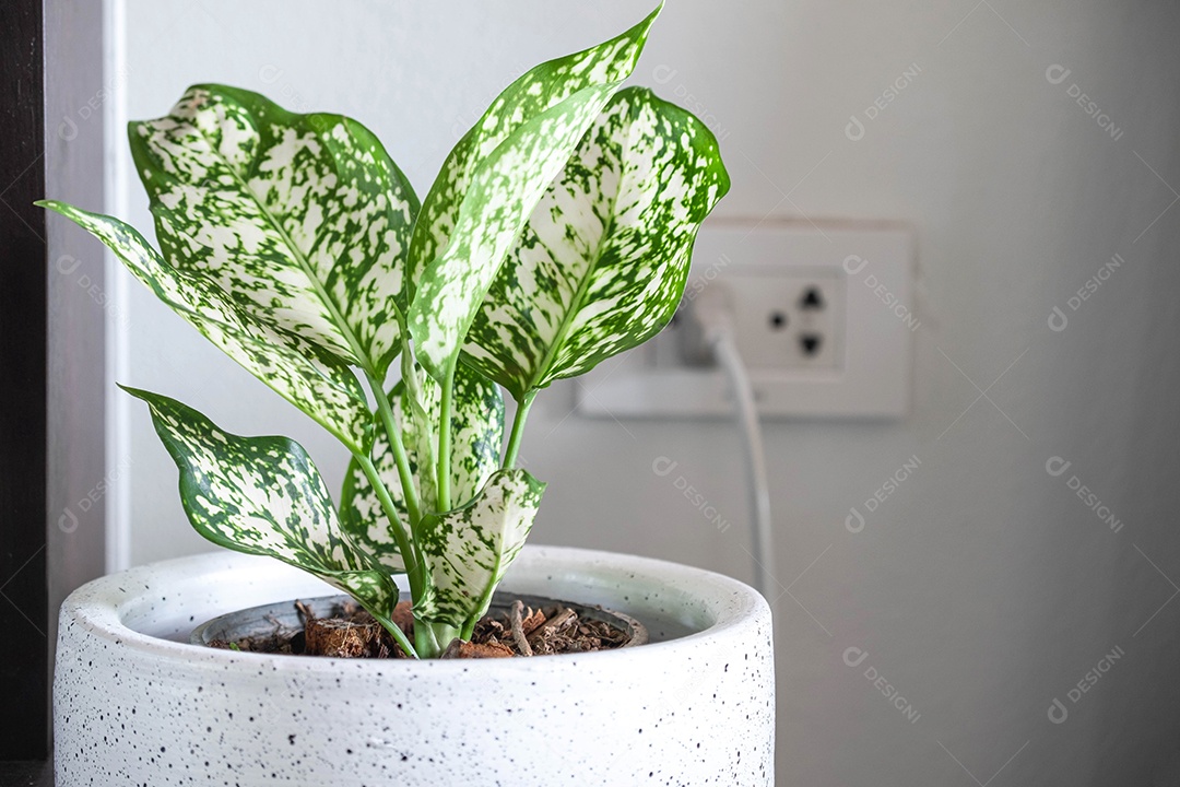 Folhagem de Aglaonema em pote em casa, Spring Snow Chinese Evergreen, folha tropical exótica, fundo chinês Evergreen