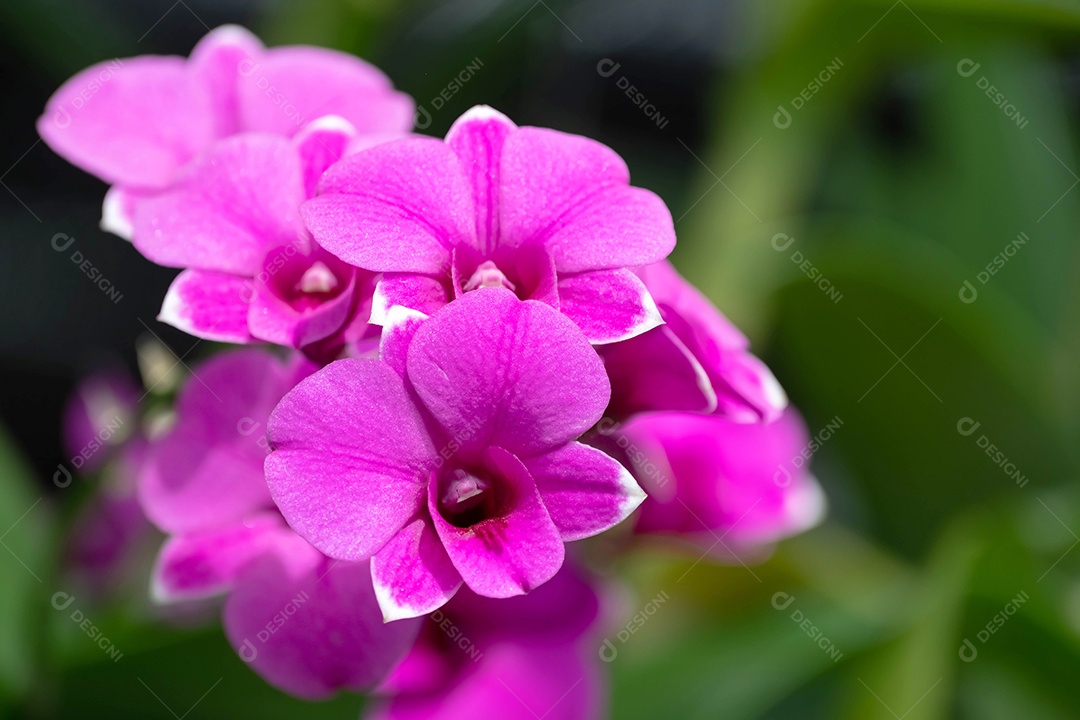 Flor de orquídea no jardim de orquídeas no inverno ou primavera. Flor de orquídea para design de beleza e agricultura de cartão postal