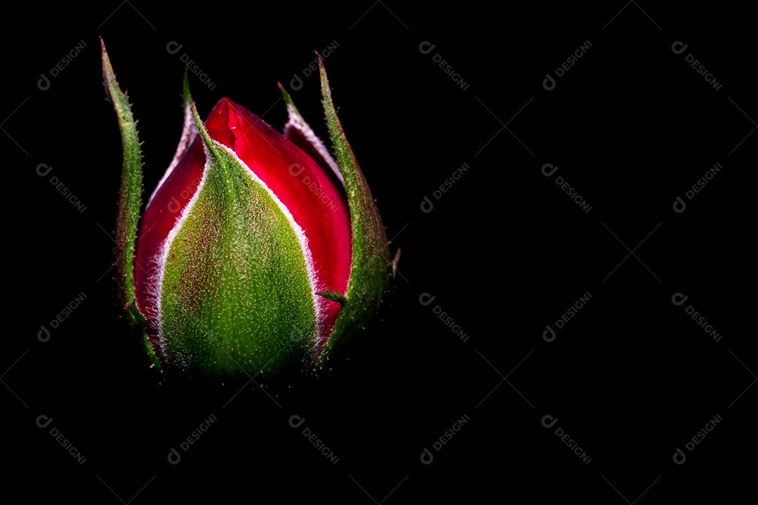 Sépalas rosa, Bud rosa, isoladas em fundo preto, macro