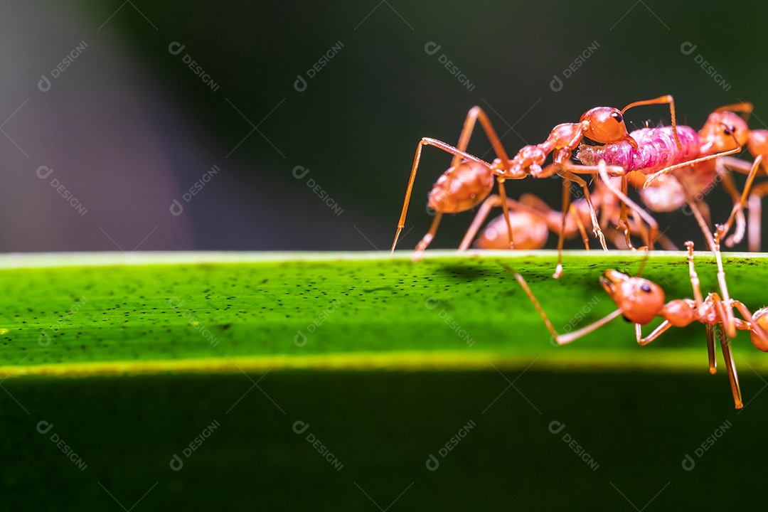 formiga vermelha, trabalho em equipe de ação de formiga para construir um ninho, formiga em folha verde no jardim entre folhas verdes desfocar o fundo, foco seletivo do olho e fundo preto, macro